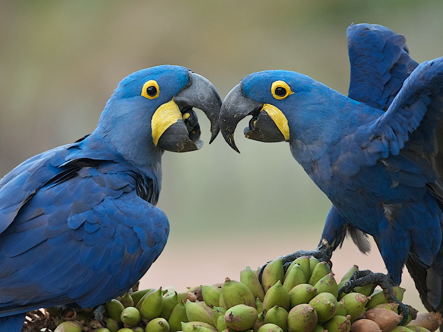 Pretty Hyacinth macaw