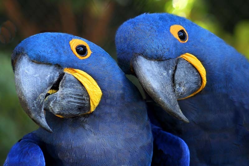 Pretty Hyacinth macaw