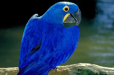 Pretty Hyacinth macaw