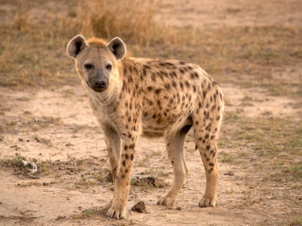 Cute Hyena