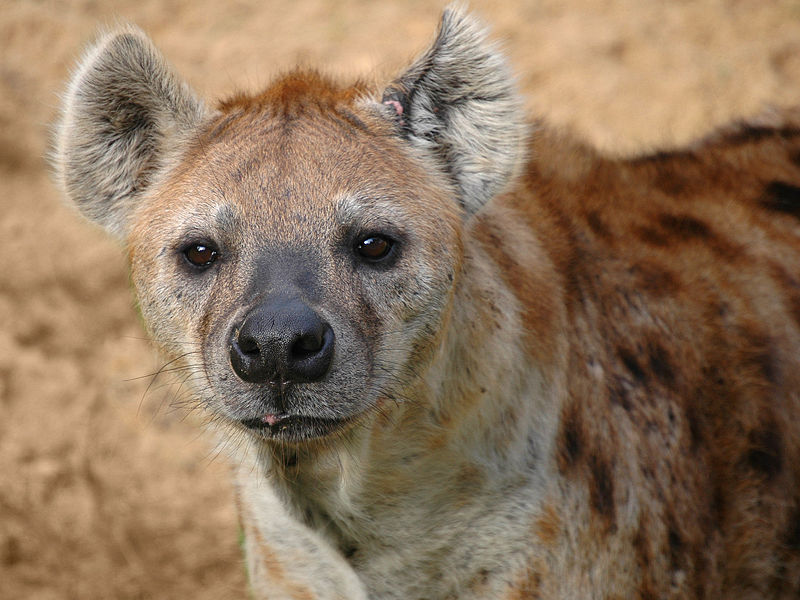 Wallpaper Hyena