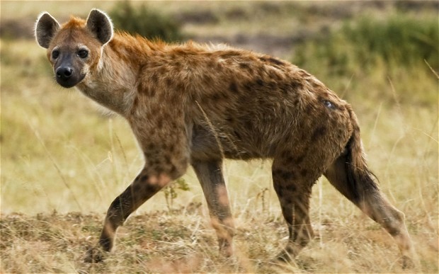Hyena wallpaper