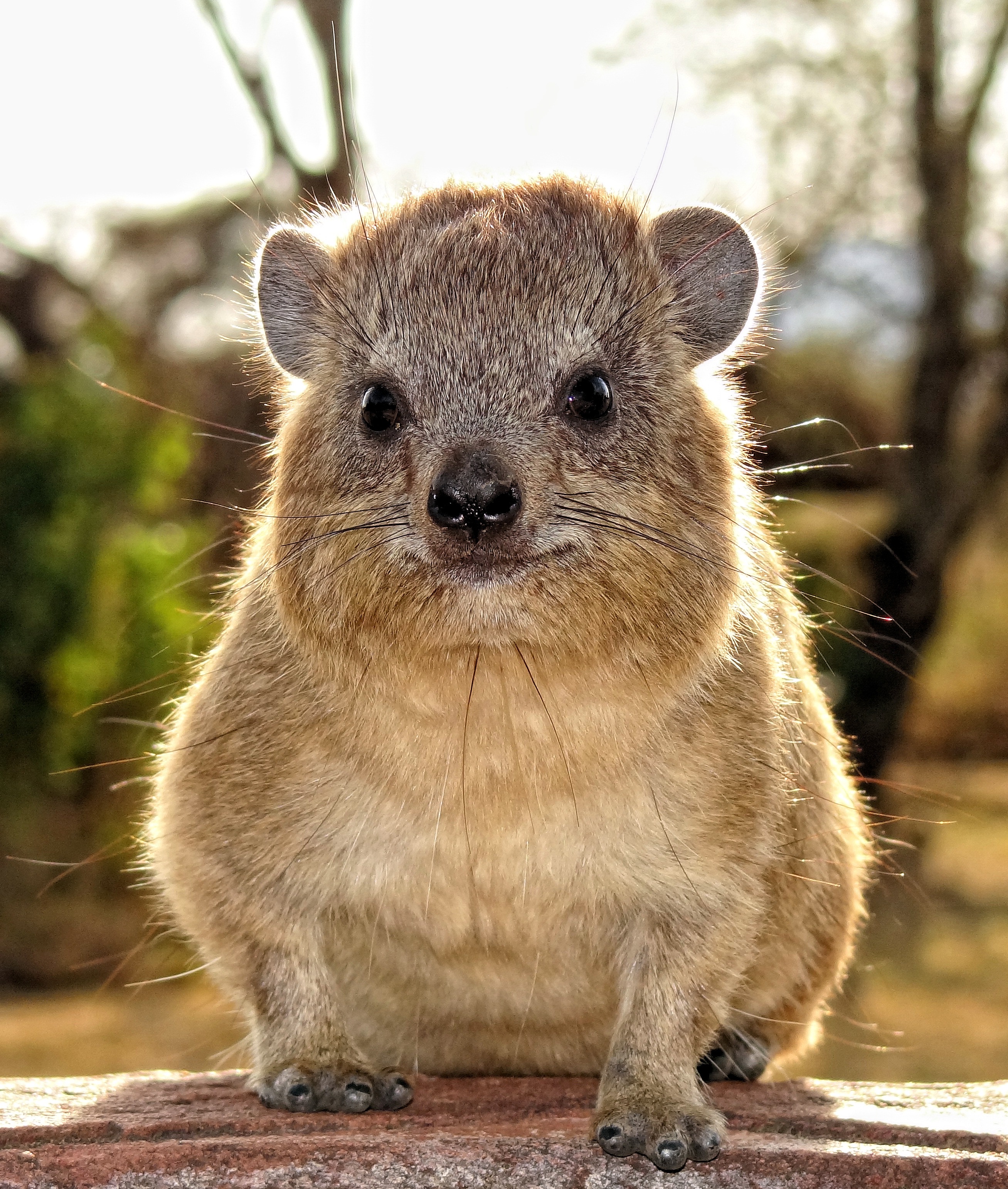 Nice Hyrax
