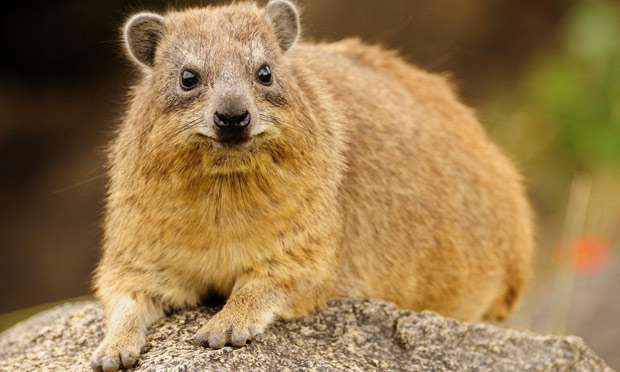 Cool Hyrax