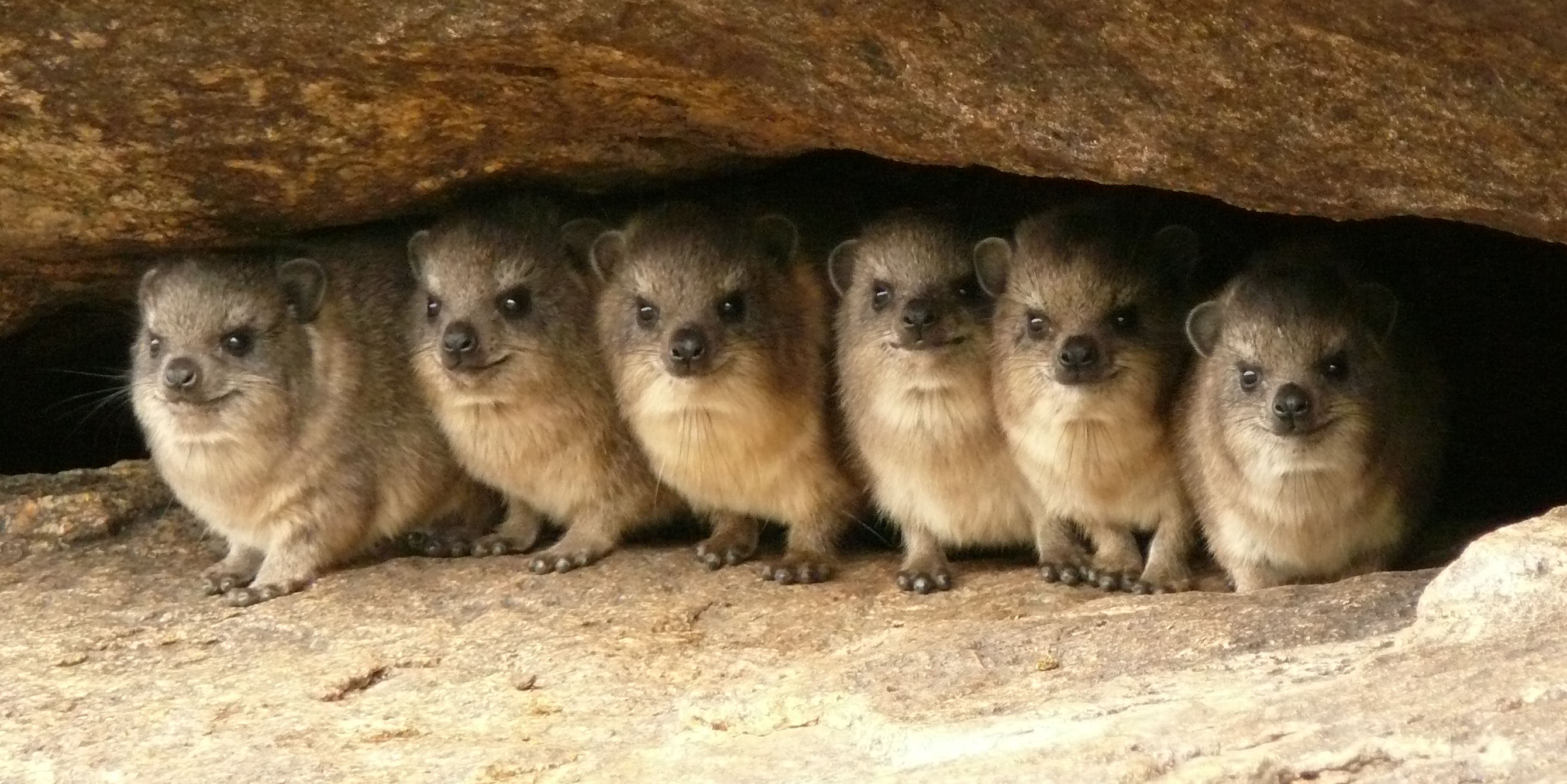 Pretty Hyrax