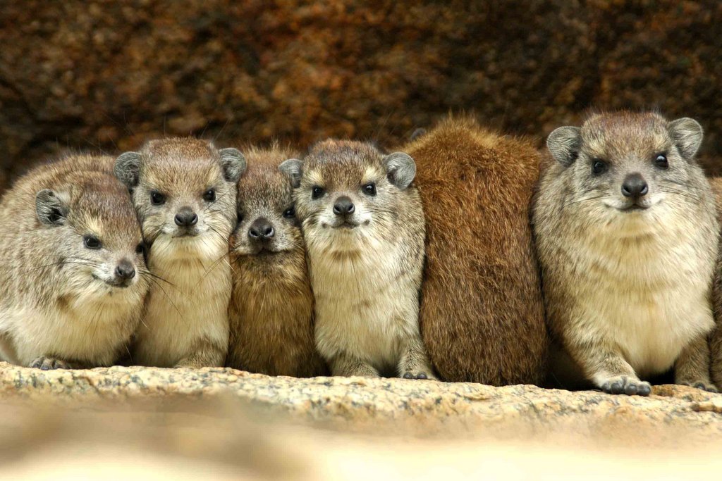 Cute Hyrax