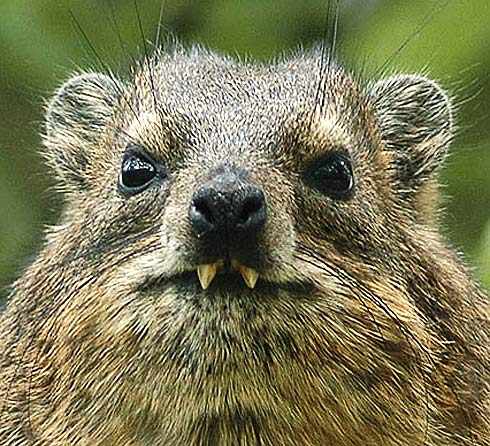 Wallpaper Hyrax