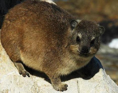 Photo Hyrax