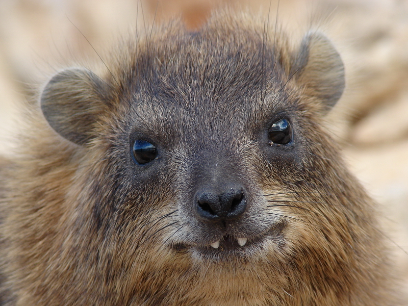 Hyrax photo 