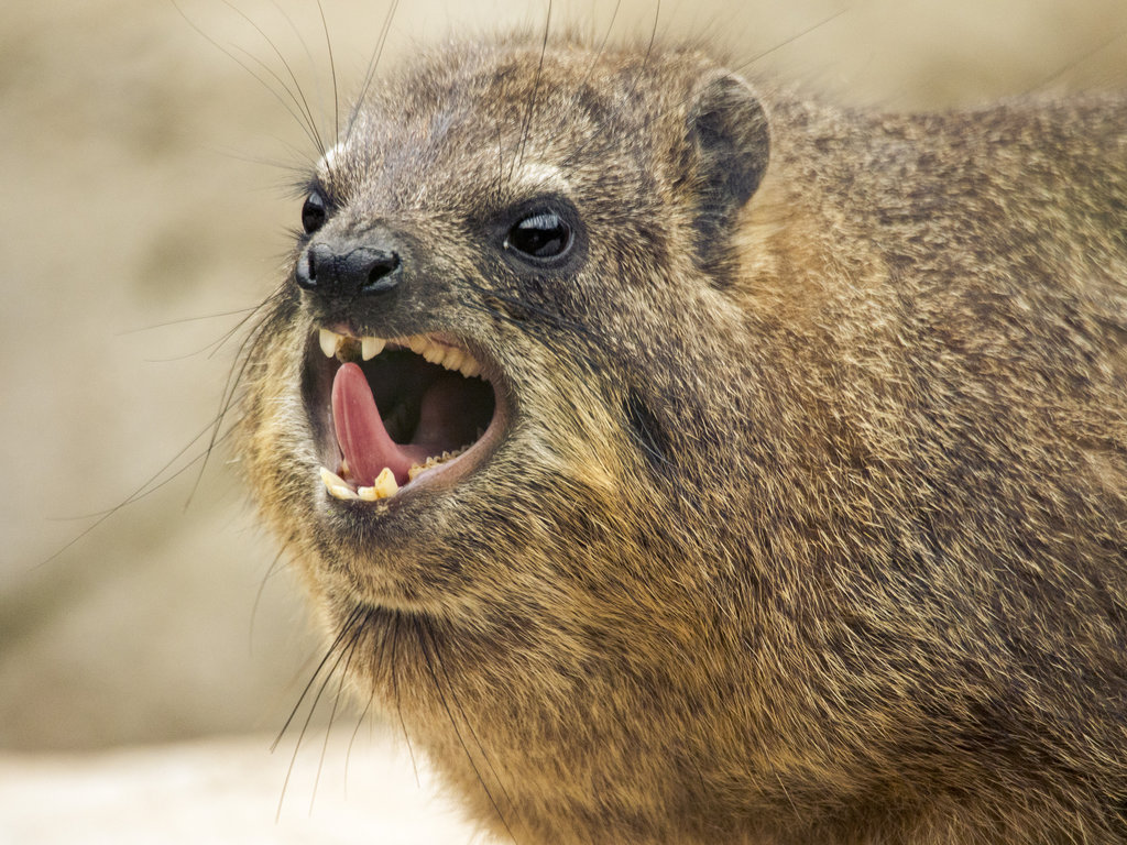 Hyrax wallpaper