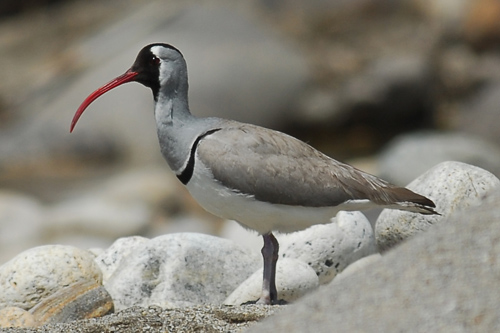 Ibisbill