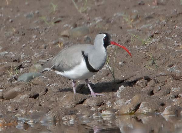 Pretty Ibisbill