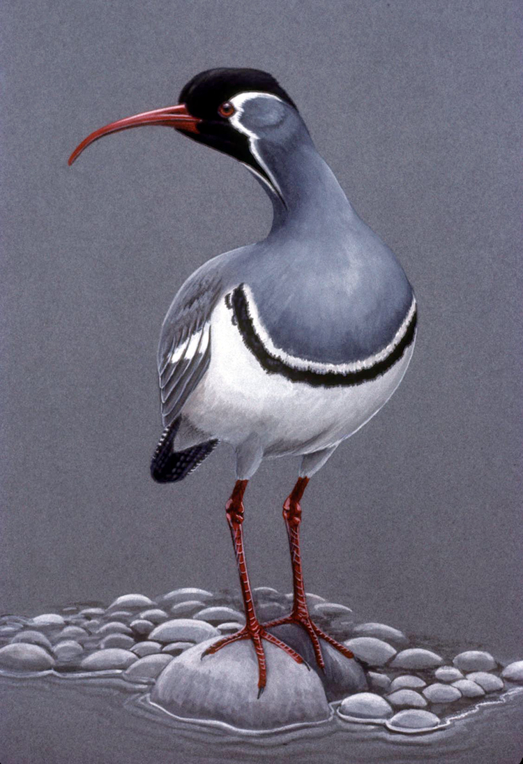 Pretty Ibisbill