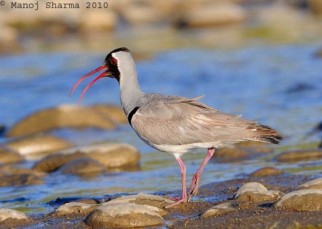 Pretty Ibisbill