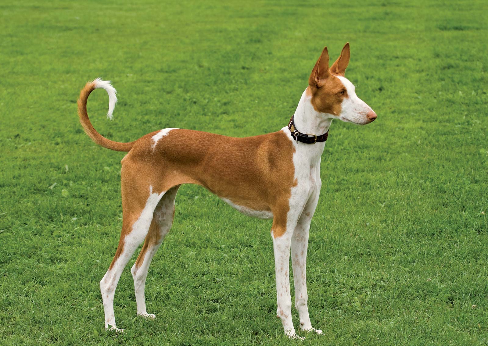 Ibizan Hound - Dog Breed