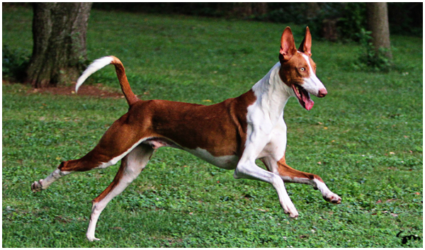 Nice Ibizan Hound - Dog Breed