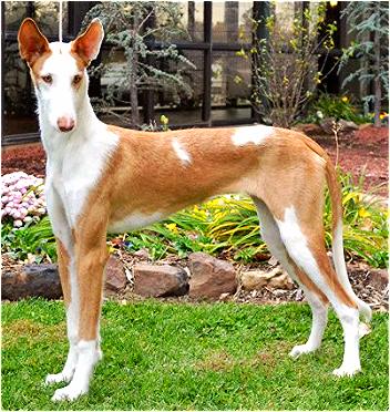 Pretty Ibizan Hound - Dog Breed