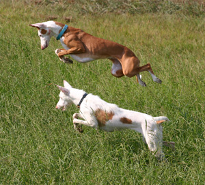 Photo Ibizan Hound - Dog Breed