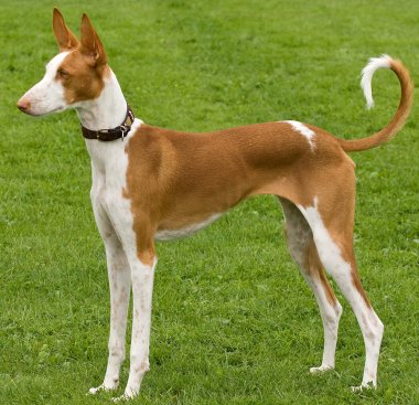Ibizan Hound - Dog Breed photo 