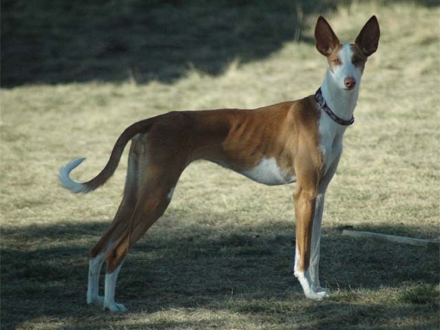 Ibizan Hound - Dog Breed wallpaper