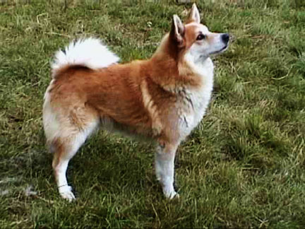 Icelandic Sheepdog - Dog Breed