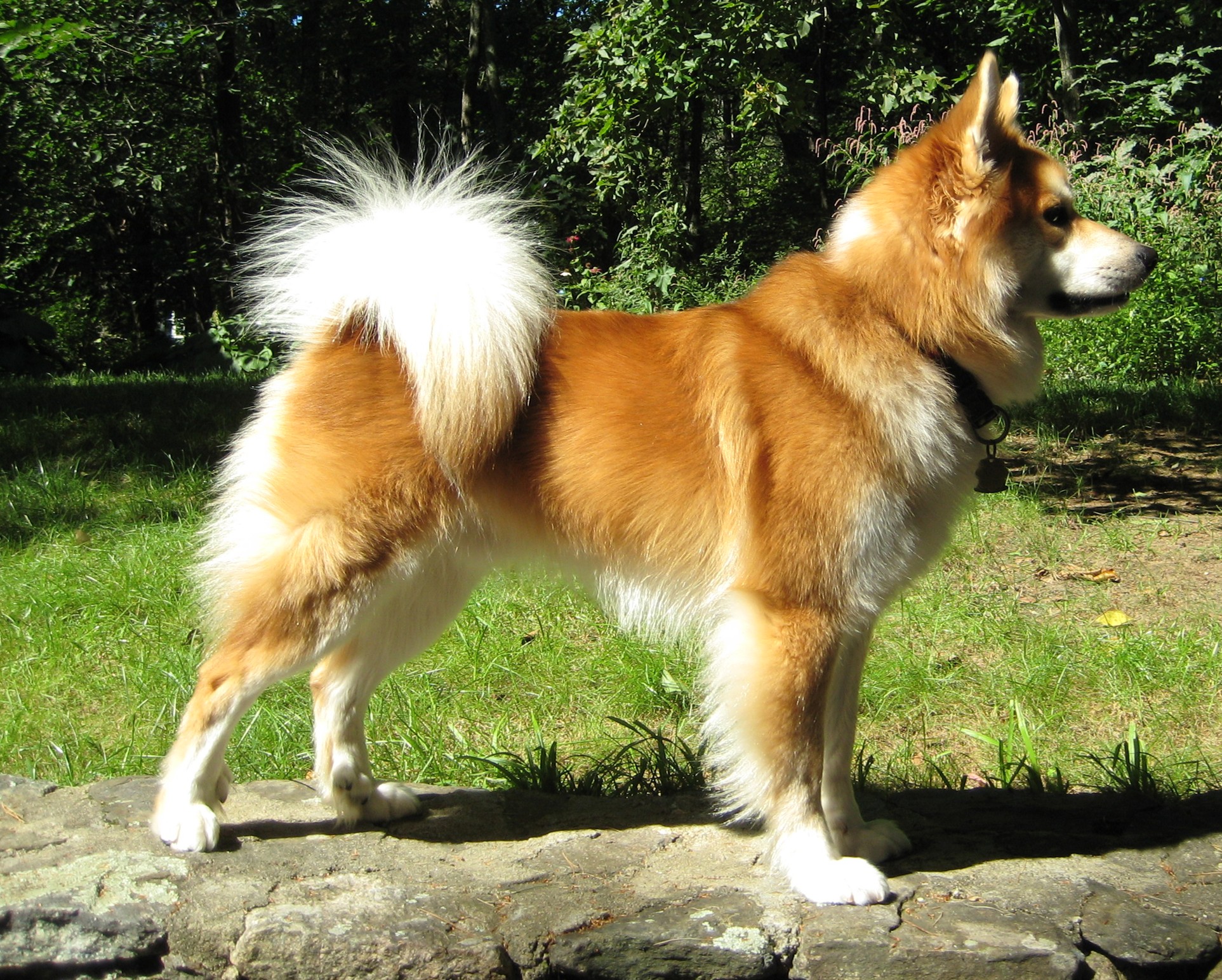 Nice Icelandic Sheepdog - Dog Breed
