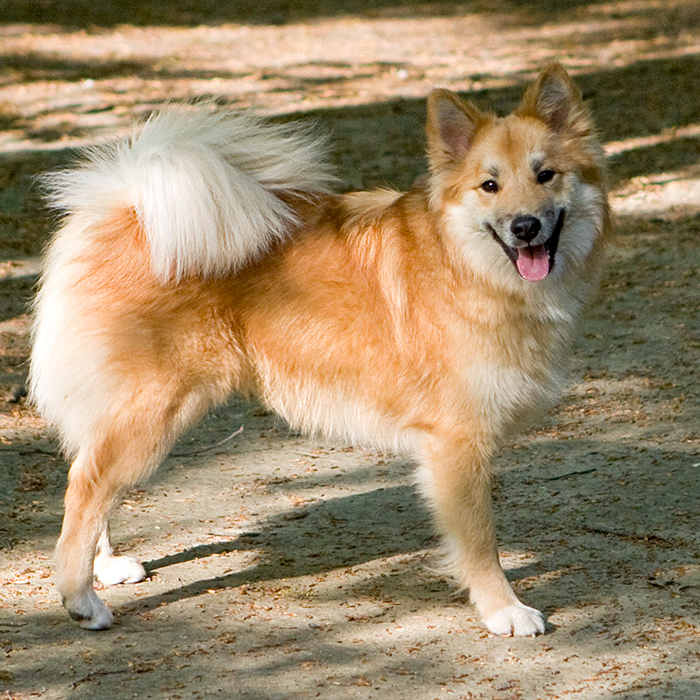 Cool Icelandic Sheepdog - Dog Breed