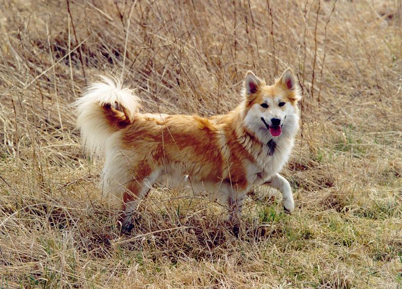Pretty Icelandic Sheepdog - Dog Breed