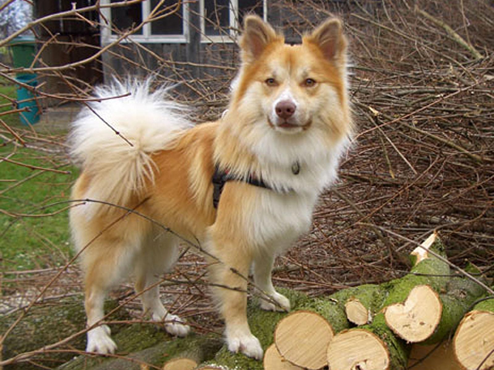 Wallpaper Icelandic Sheepdog - Dog Breed