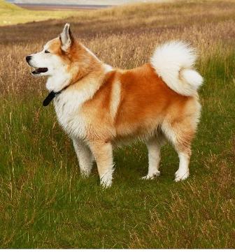 Icelandic Sheepdog - Dog Breed photo 