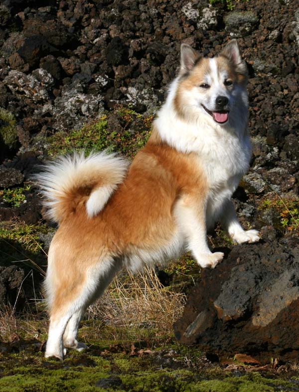 Icelandic Sheepdog - Dog Breed wallpaper