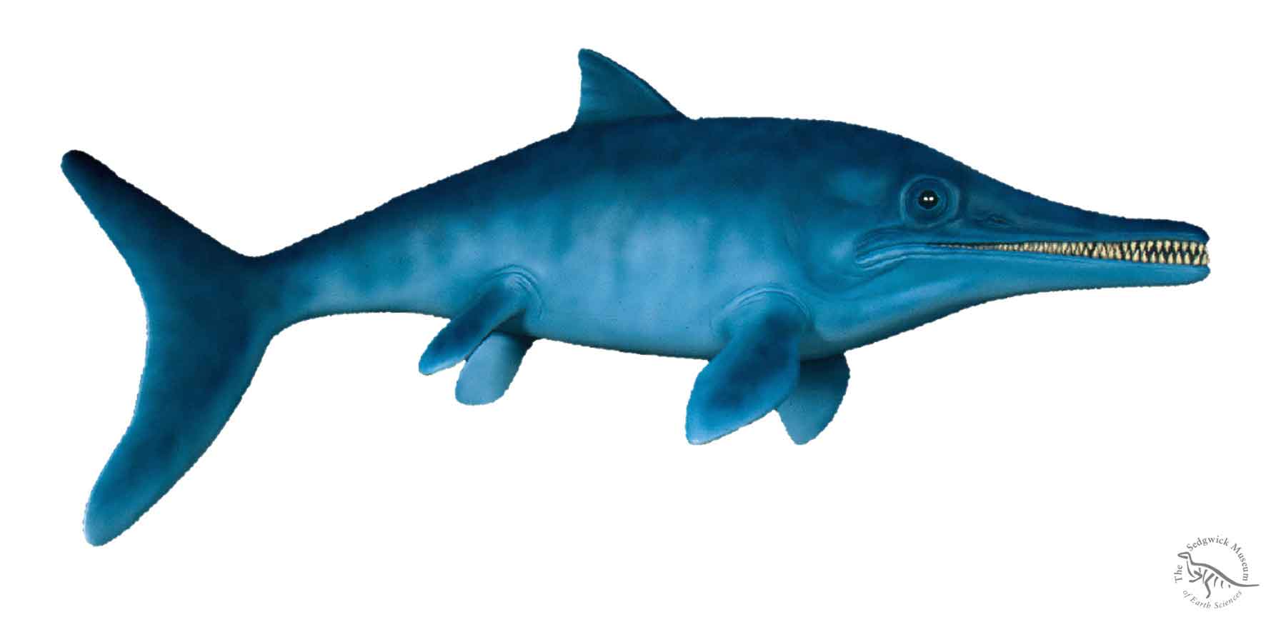 Photo Ichthyosaur