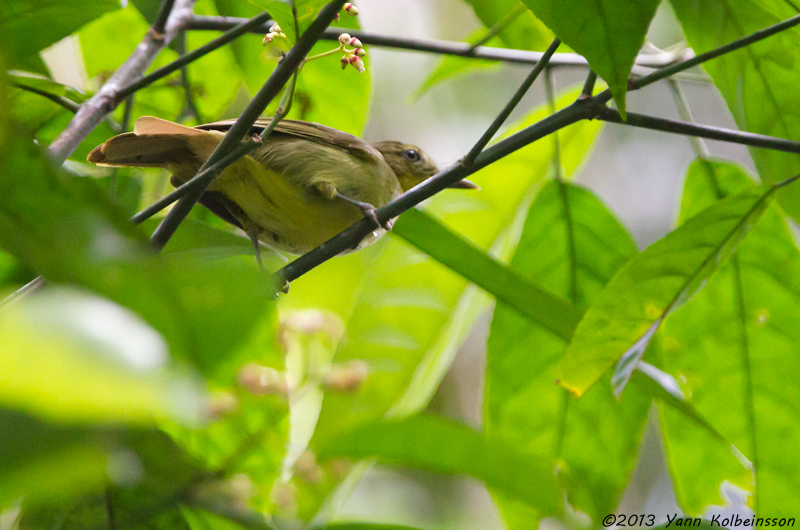 Icterine greenbul