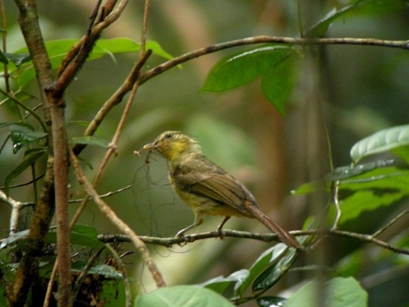 Pretty Icterine greenbul