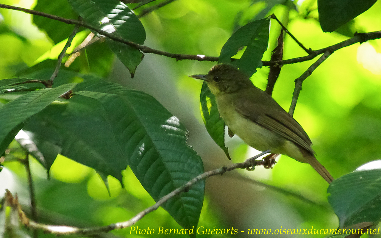 Pretty Icterine greenbul