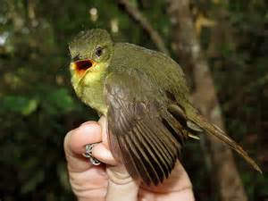 Pretty Icterine greenbul