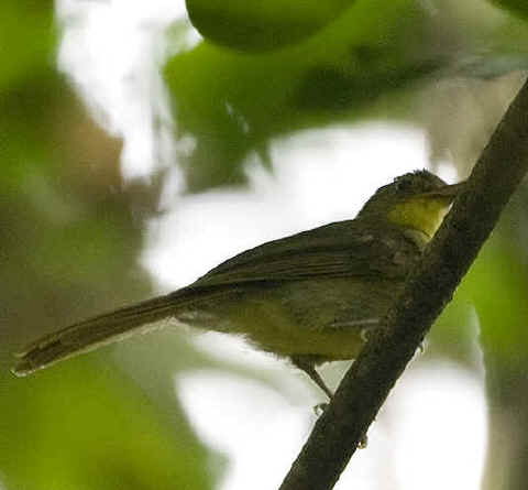 Pretty Icterine greenbul