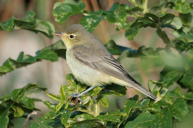 Icterine warbler