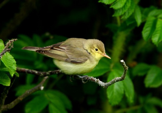Pretty Icterine warbler