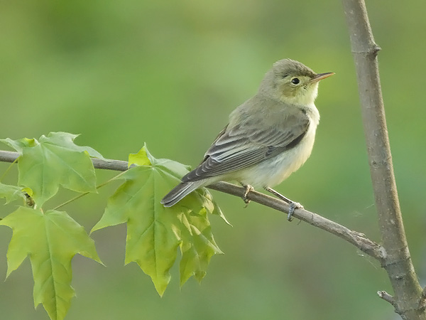 Pretty Icterine warbler