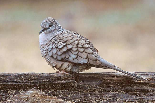 Pretty Inca dove