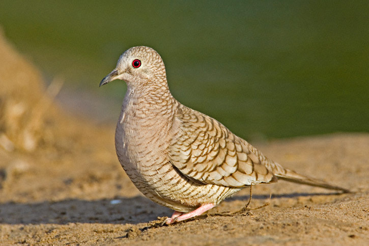 Pretty Inca dove