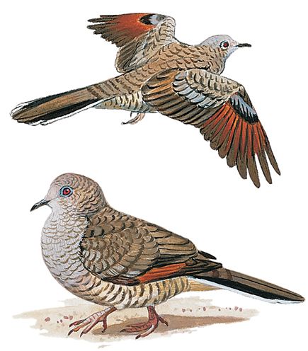 Pretty Inca dove
