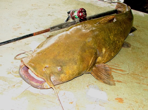 Pretty Indian flathead fish