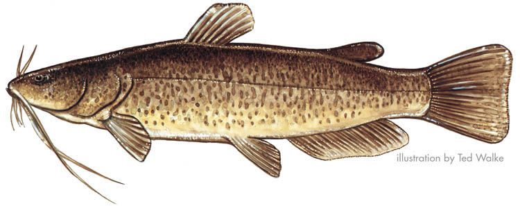 Pretty Indian flathead fish