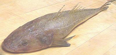 Pretty Indian flathead fish