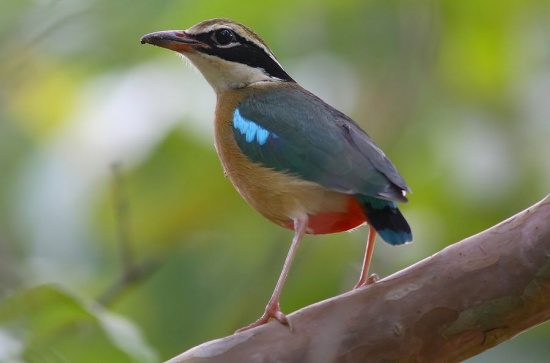 Indian pitta