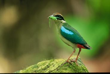 Pretty Indian pitta