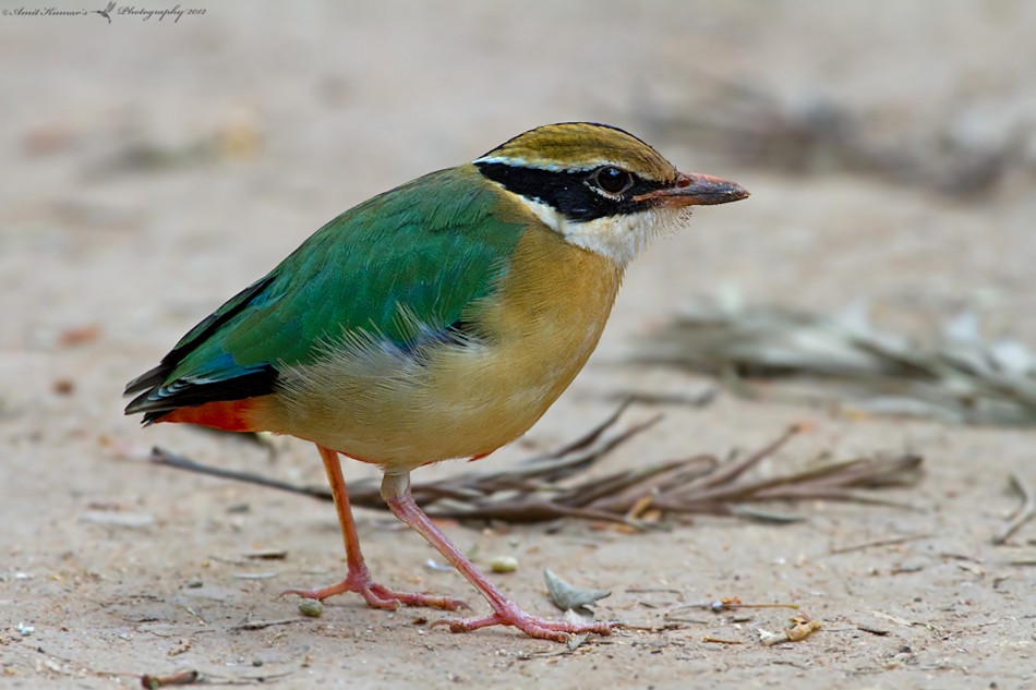 Pretty Indian pitta