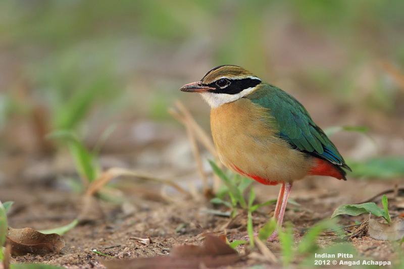 Pretty Indian pitta